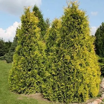 Туя АУРЕОСПИКАТА западная в Балашихе