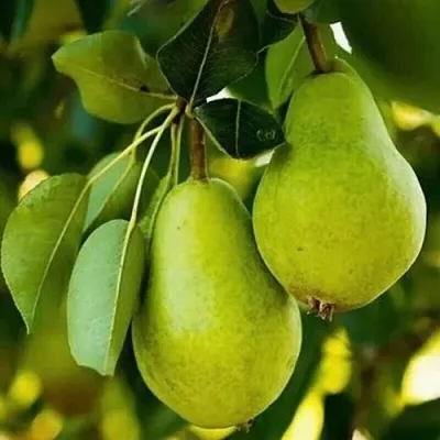 Груша СЕВЕРЯНКА колонновидная  Груша СЕВЕРЯНКА колонновидная в Балашихе