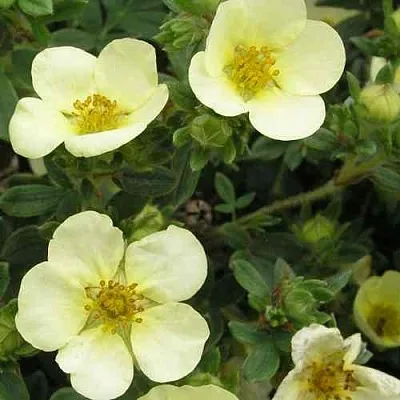 Лапчатка ЭЛИЗАБЕТ кустарниковая  Лапчатка ЭЛИЗАБЕТ кустарниковая в Балашихе