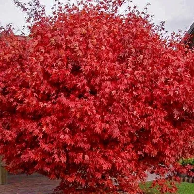 Клен гиннала   Клен гиннала  в Балашихе