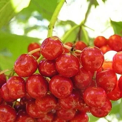 Калина КИЕВСКАЯ САДОВАЯ в Балашихе