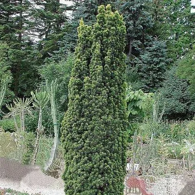 Тис ФАСТИГИАТА РОБУСТА  ягодный  в Балашихе