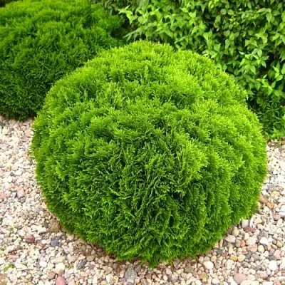 Туя ДАНИКА западная в Балашихе