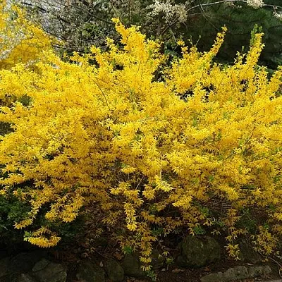 Форзиция ГОЛДЗАУБЕР средняя в Балашихе