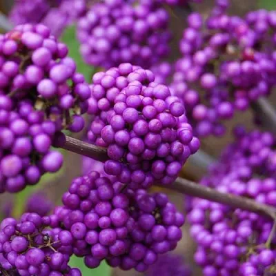 Красивоплодник в Балашихе