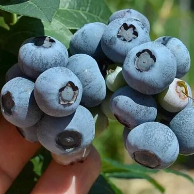 Голубика НЕЛЬСОН  Голубика НЕЛЬСОН в Балашихе