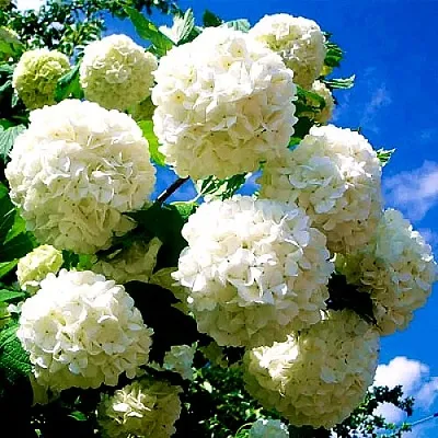 Калина БУЛЬДЕНЕЖ  Калина БУЛЬДЕНЕЖ в Балашихе