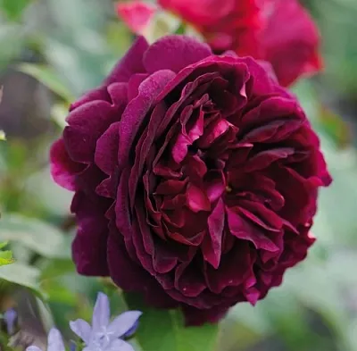 Саженцы роз МАНСТЕД ВУД английская  Саженцы роз МАНСТЕД ВУД английская в Балашихе