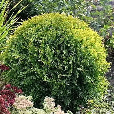 Туя ЕЛЛОУ ГЛОБ западная в Балашихе