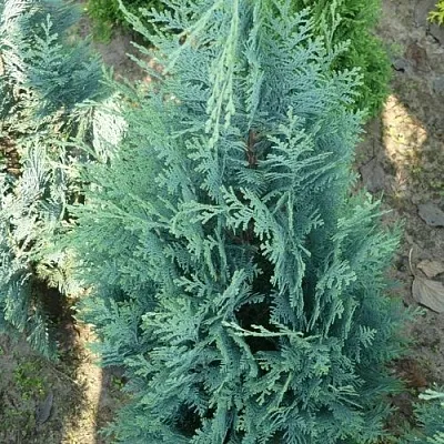 Кипарисовик КОЛУМНАРИС лавсона в Балашихе