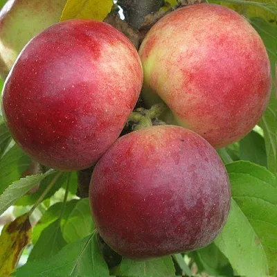 Яблоня БАЛЕРИНА ФЛАМЕНКО колонновидная  Яблоня БАЛЕРИНА ФЛАМЕНКО колонновидная в Балашихе