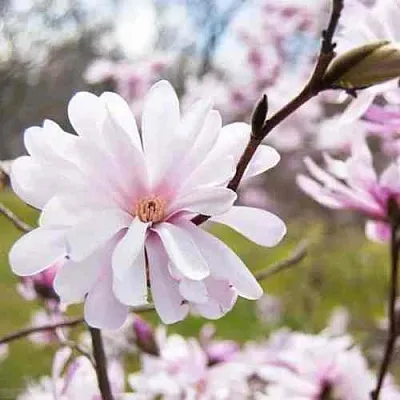 Магнолия РОЗЕЯ в Балашихе