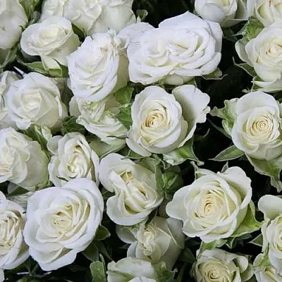 Саженцы роз СНОУФЛЕЙК спрей в Балашихе