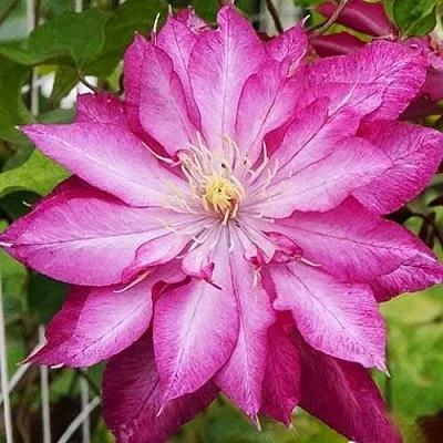 Клематис КАЕН  Клематис КАЕН в Балашихе