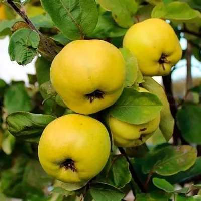 Айва ЯБЛОКОВИДНАЯ  Айва ЯБЛОКОВИДНАЯ в Балашихе