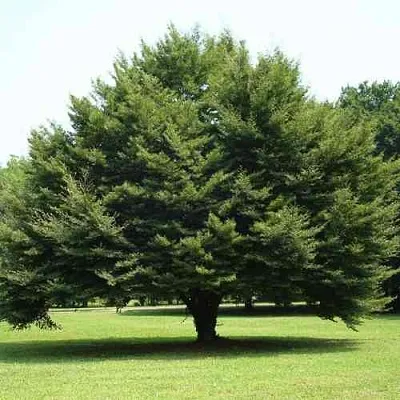 Бук обыкновенный  Бук обыкновенный в Балашихе