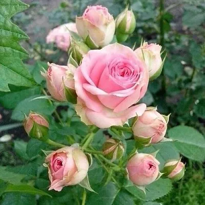 Саженцы роз МИМИ ЭДЕН спрей в Балашихе