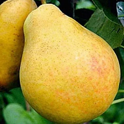 Груша САХАРНАЯ  Груша САХАРНАЯ в Балашихе