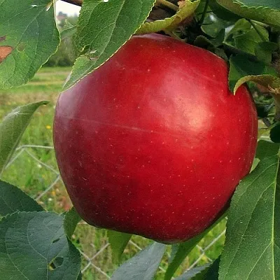 Яблоня РЕДФРИ  Яблоня РЕДФРИ в Балашихе