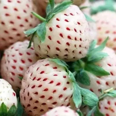 Клубника АНАНАСА ремонтантная — описание сорта Клубника АНАНАСА ремонтантная в Балашихе