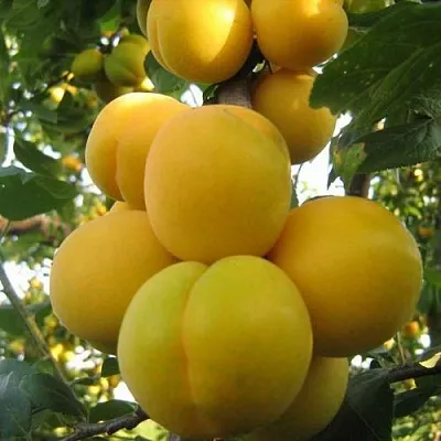 Слива ЛОДВА в Балашихе