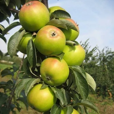 Яблоня ЛУКОМОР колонновидная  Яблоня ЛУКОМОР колонновидная в Балашихе