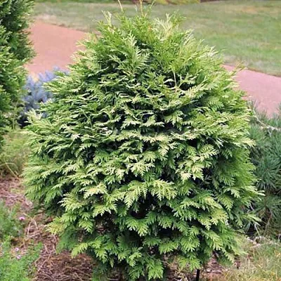 Туя ВАРЕАНА ЛЮТЕСЦЕНС западная в Балашихе