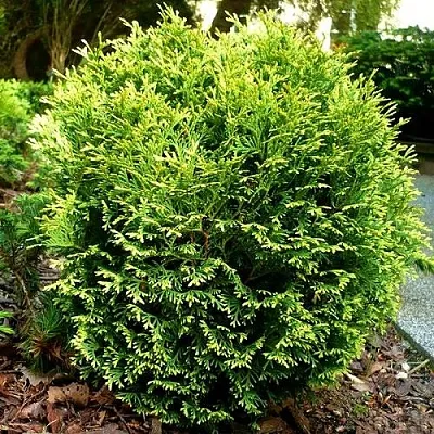 Туя ВОТЕРФИЛД западная в Балашихе