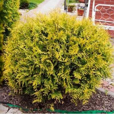 Туя КОЛЛЕРС ГОЛД складчатая в Балашихе