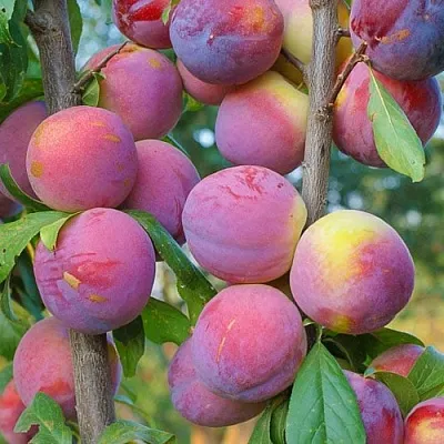 Слива КОЛОННОВИДНАЯ  Слива КОЛОННОВИДНАЯ в Балашихе