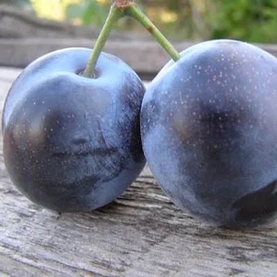 Слива БЛЮФРИ в Балашихе