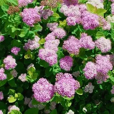 Спирея ПИНК СПАРКЛЕР в Балашихе