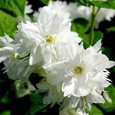 Жасмин ДАМ БЛАНШ  Жасмин ДАМ БЛАНШ в Балашихе