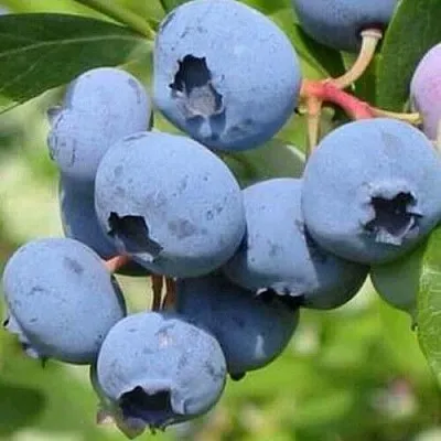 Голубика ДАРРОУ  Голубика ДАРРОУ в Балашихе