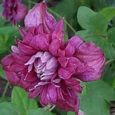 Клематис ПУРПУРЕА ПЛЕНА ЭЛЕГАНС  Клематис ПУРПУРЕА ПЛЕНА ЭЛЕГАНС в Балашихе