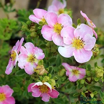 Лапчатка НЬЮ ДАУН кустарниковая  Лапчатка НЬЮ ДАУН кустарниковая в Балашихе