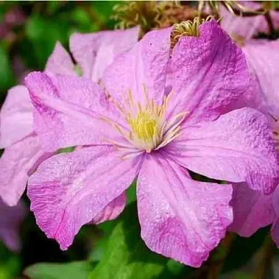 Клематис КОМТЕСС ДЕ БУШО  Клематис КОМТЕСС ДЕ БУШО в Балашихе