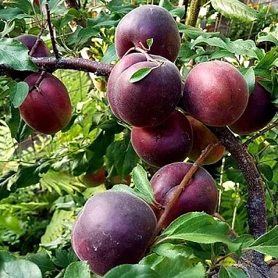 Шарафуга БЕЛЛА РОЯЛЬ в Балашихе