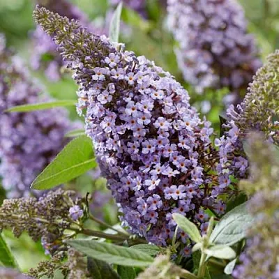 Буддлея давида БАТТЕРФЛЯЙ КАНДИ ЛИЛА СВИТХАРТ  Буддлея давида БАТТЕРФЛЯЙ КАНДИ ЛИЛА СВИТХАРТ в Балашихе