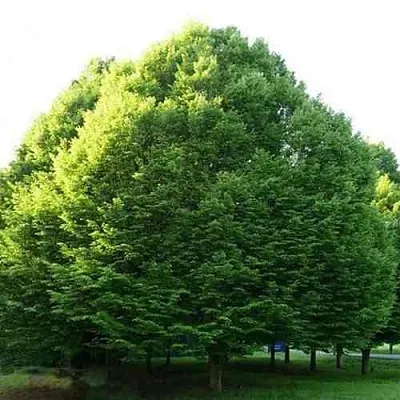 Граб японский  Граб японский в Балашихе