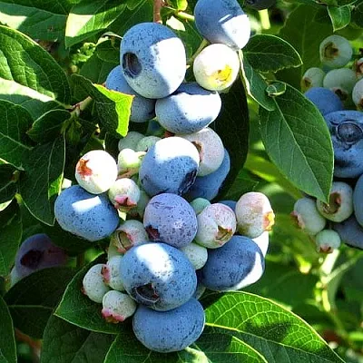 Голубика ВЕЙМУТ  Голубика ВЕЙМУТ в Балашихе