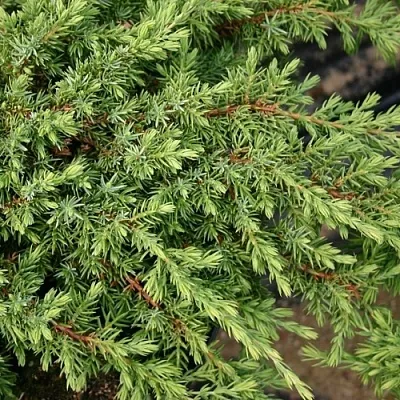 Можжевельник в Балашихе