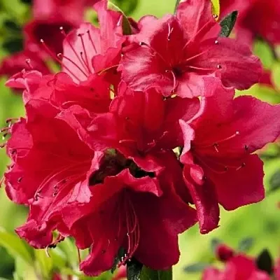 Азалия АРАБЕСК японская  Азалия АРАБЕСК японская в Балашихе