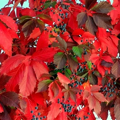 Девичий виноград в Балашихе