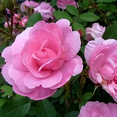 Саженцы роз ДЖОН ДЭВИС плетистая  Саженцы роз ДЖОН ДЭВИС плетистая в Балашихе