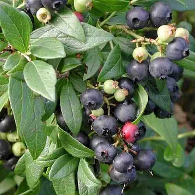 Голубика ПУТТЕ  Голубика ПУТТЕ в Балашихе