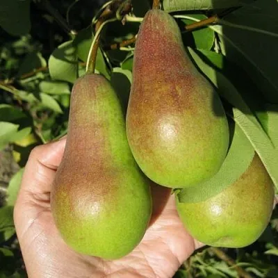 Груша ТАЛГАРСКАЯ КРАСАВИЦА  Груша ТАЛГАРСКАЯ КРАСАВИЦА в Балашихе