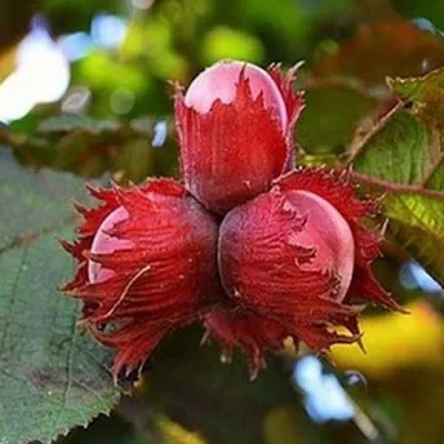 Фундук КРАСНЫЙ ЯНТАРЬ в Балашихе