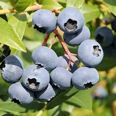 Голубика КРОЭТЭН  Голубика КРОЭТЭН в Балашихе