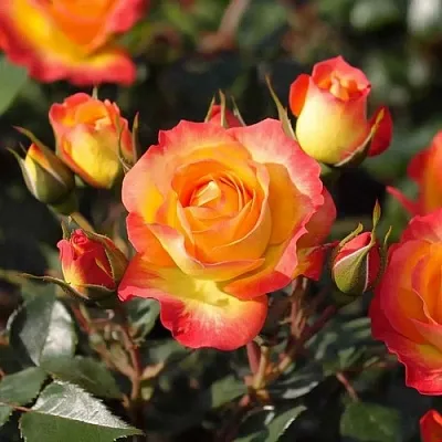 Саженцы роз ТАЙФУН спрей в Балашихе